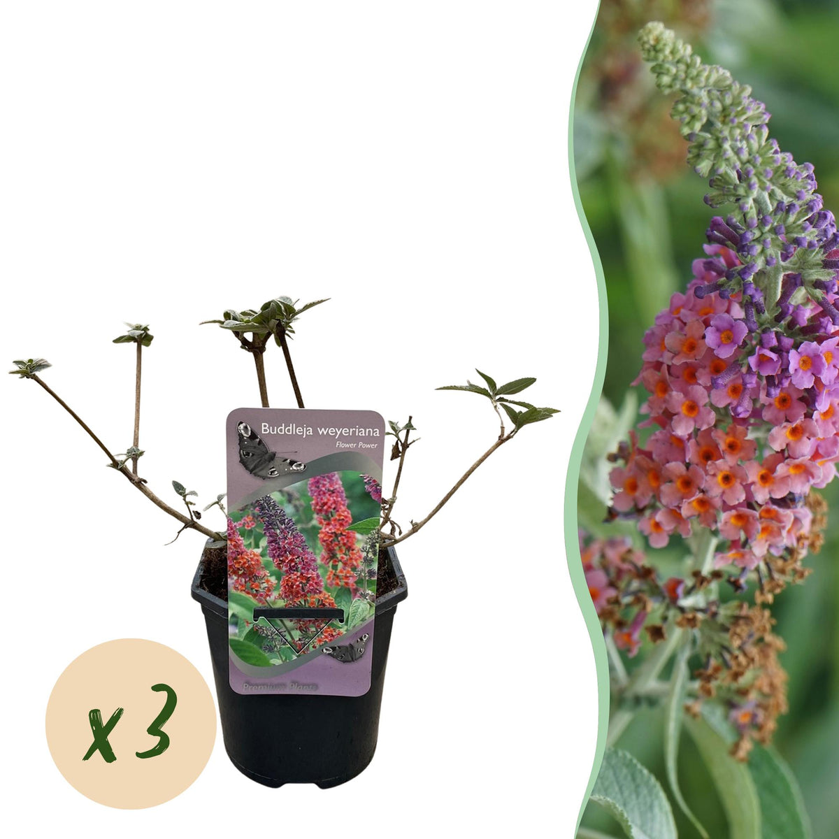 Green boutiQ - Arbre aux papillons - Buddleja davidii Flower Power - Fleurs orange et violettes - 3 plantes - 1 m² - Caduc - Attire les papillons - Pot 17 cm, hauteur 30 cm