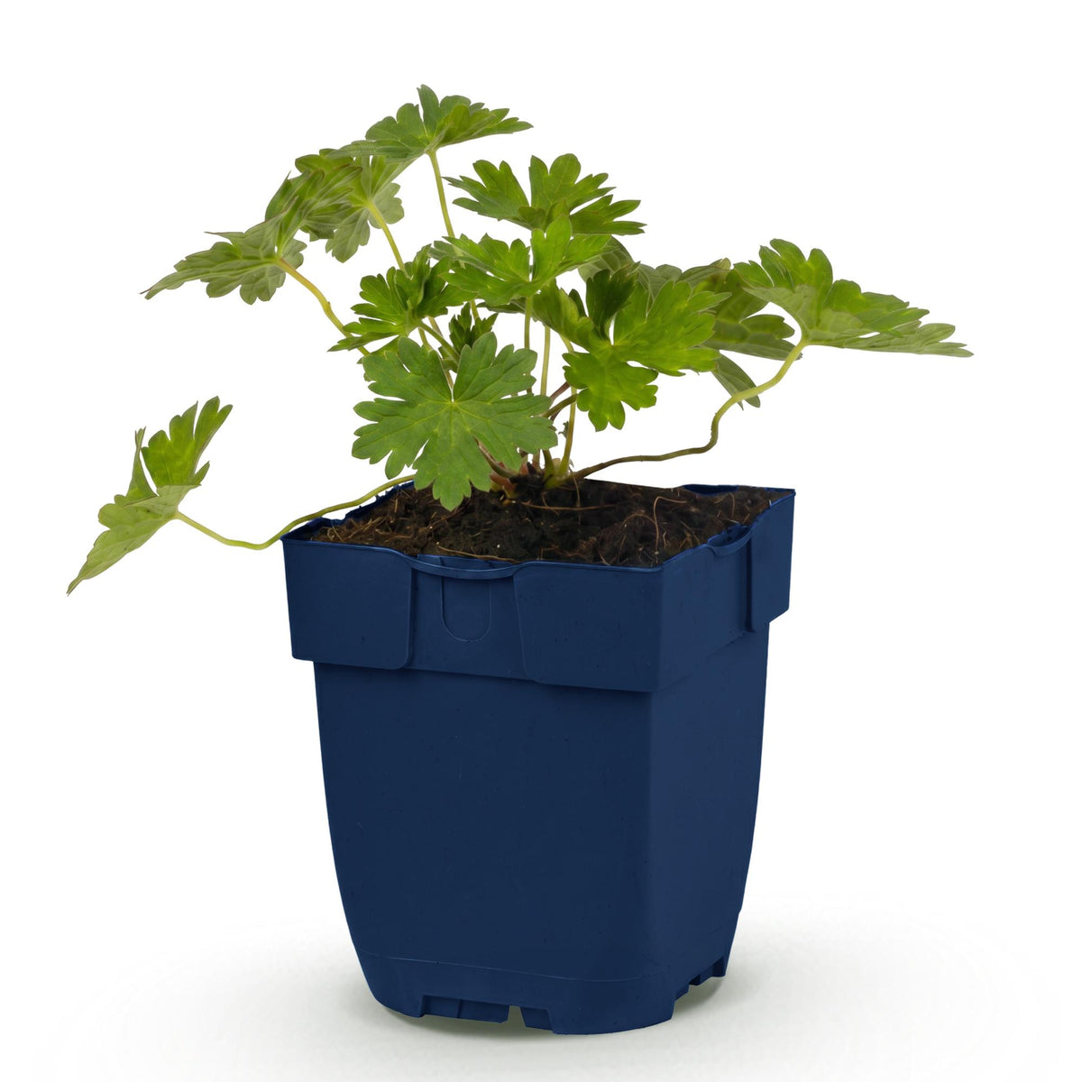 Green boutiQ - Vasteplant - Geranium 'Rozanne' - Ooievaarsbek - Bodembedekkend - Blauw - 1 Plant - Pot 11cm - Hoogte 15-25cm