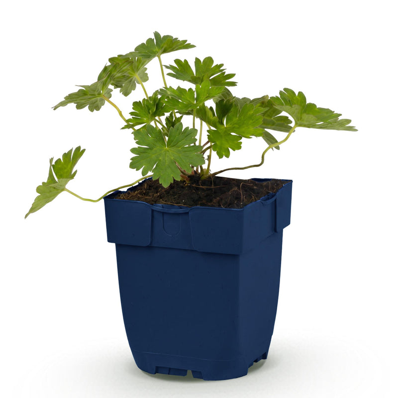 Green boutiQ - Vasteplant - Geranium 'Rozanne' - Ooievaarsbek - Bodembedekkend - Blauw - 1 Plant - Pot 11cm - Hoogte 15-25cm