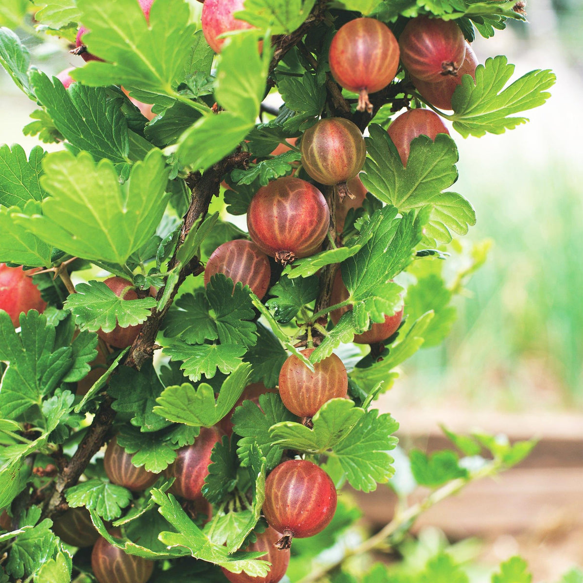 Green boutiQ - Plant fruitier - Ribes uva-crispa Hinnonmäki Röd - Groseillier à maquereau - Rustique - Groseille rouge - 2 plantes - Pot 15cm - Hauteur 50cm