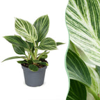 Philodendron White Measure - Philodendron White Measure - Green - White - Tropical - Ø6cm - ↕10cm