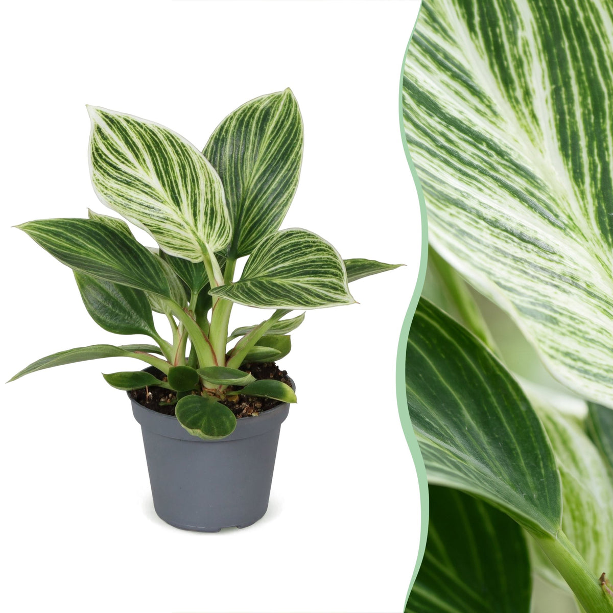 Philodendron White Measure - Philodendron White Measure - Green - White - Tropical - Ø6cm - ↕10cm