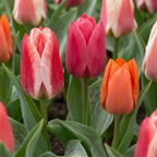 80x Tulipe Greigii mélangée - Mélange de tulipes Greigii - Divers - Floraison printanière - Calibre 11/14