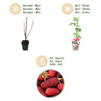 Green boutiQ - Obstpflanzen - Taybeere - Rubus Tayberry - Winterhart - 6 Pflanzen - Topf 9 cm - Rote Johannisbeere