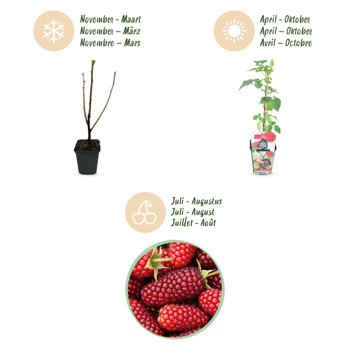Green boutiQ - Obstpflanzen - Taybeere - Rubus Tayberry - Winterhart - 6 Pflanzen - Topf 9 cm - Rote Johannisbeere