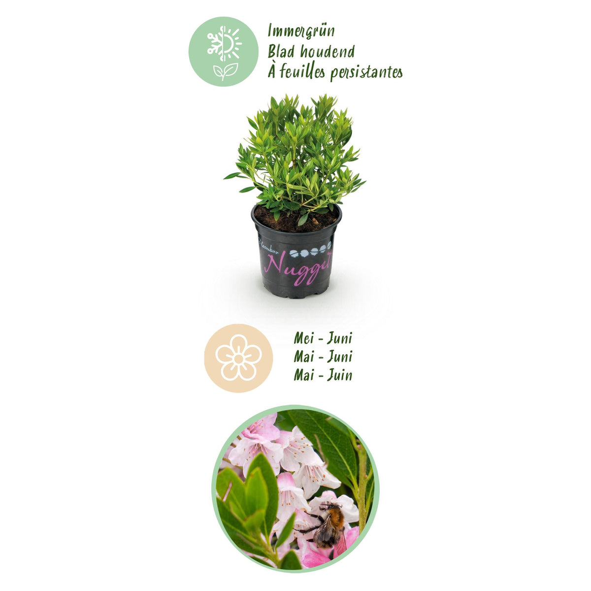 Green boutiQ - Rhododendron nain - Rhododendron Bloombux rose clair - Buis fleuri - Faible entretien - Fleur rose clair - 3 plantes - Pot 10,5 cm - Hauteur 20-25 cm