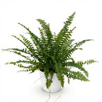 Green boutiQ - Plante d'intérieur - Nephrolepsis exaltata Green Lady - Fougère - Plante adaptée aux animaux de compagnie - Vert - 1 plante - avec pot blanc - Pot 12cm - Hauteur 25cm