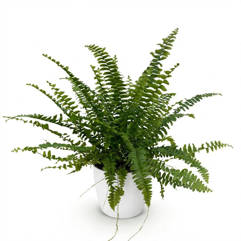 Green boutiQ - Kamerplant - Nephrolepsis exaltata Green Lady - Varen - Huisdiervriendelijke Plant - Groen - 1 Plant - met Potter Wit - Pot 12cm - Hoogte 25cm