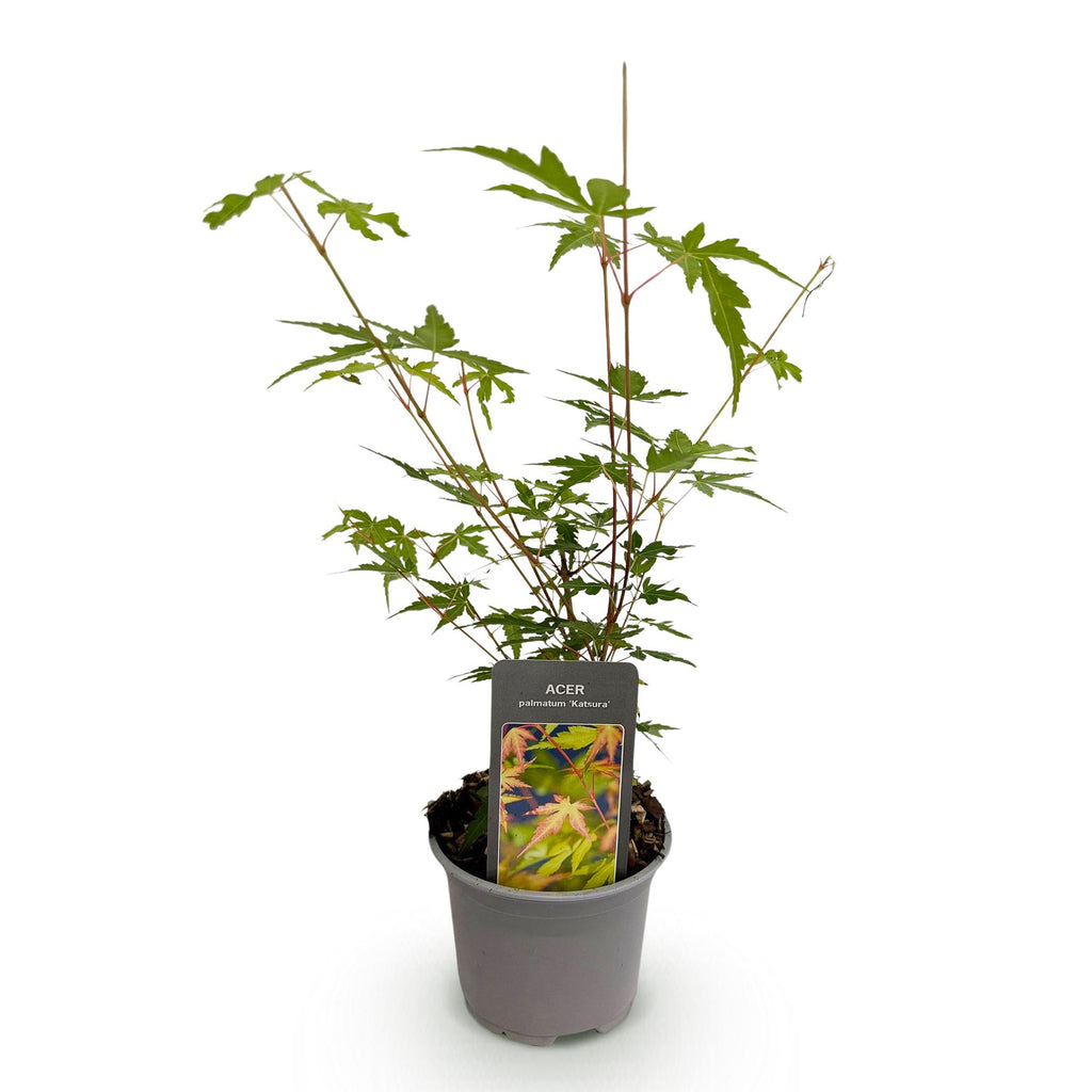 Green boutiQ - Plante de jardin - Acer palmatum Sangokaku - Vert - 1 plante - Caduc - Peu d'entretien - Pot 12cm Hauteur 35cm