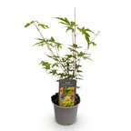 Green boutiQ - Plante de jardin - Acer palmatum Sangokaku - Vert - 1 plante - Caduc - Peu d'entretien - Pot 12cm Hauteur 35cm