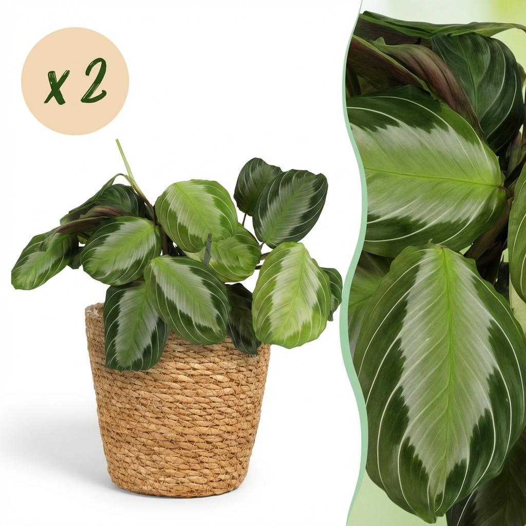 Green boutiQ - Zimmerpflanze - Maranta Fascinator Silverband - Gebetspflanze - Haustierfreundliche Pflanze - Grün - 2 Pflanzen - mit Korb - Topf 12cm - Höhe 25cm
