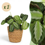 Green boutiQ - Zimmerpflanze - Maranta Fascinator Silverband - Gebetspflanze - Haustierfreundliche Pflanze - Grün - 2 Pflanzen - mit Korb - Topf 12cm - Höhe 25cm