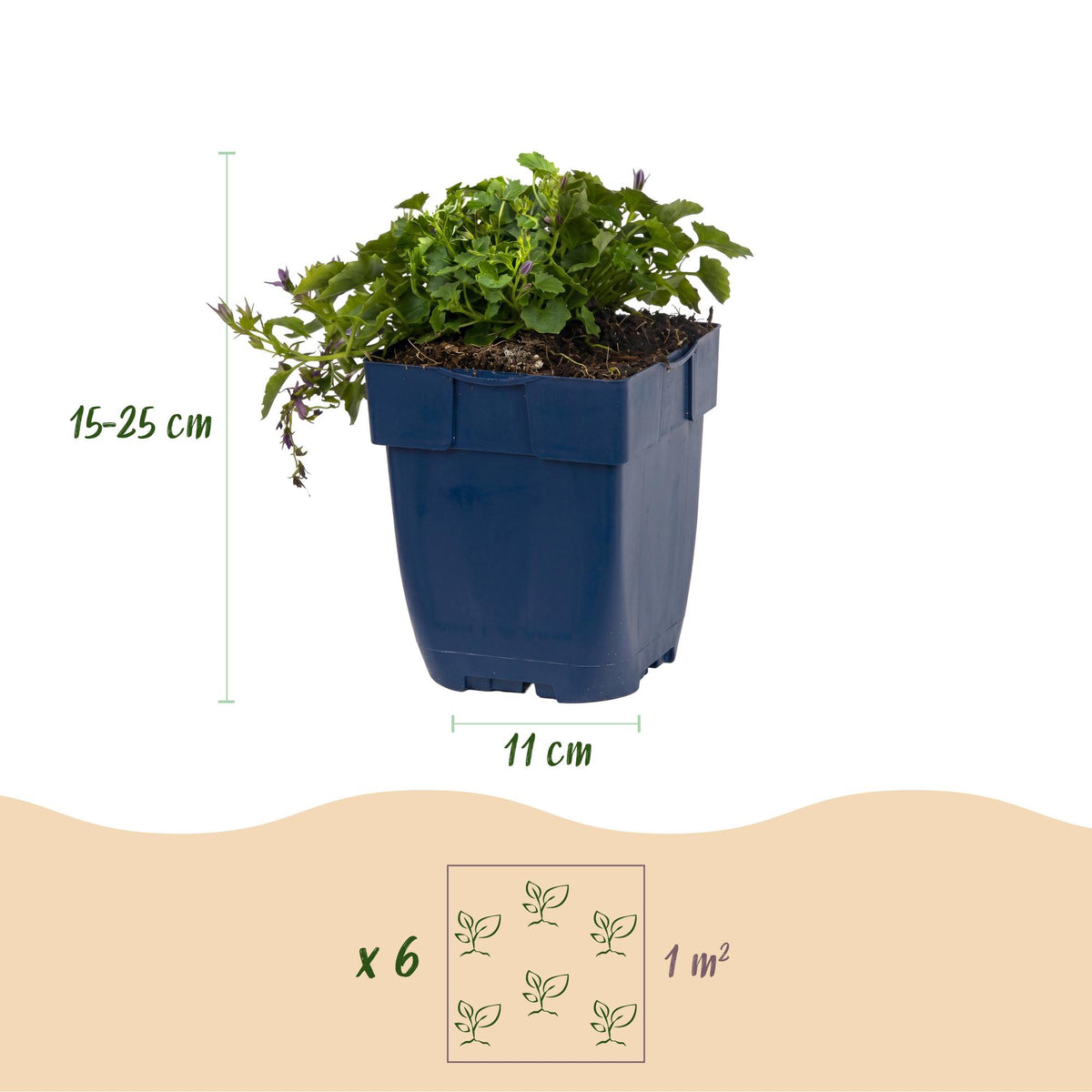 Green boutiQ - Plante vivace - Campanula posch. Stella - Campanule à feuilles de pêcher - Couvre-sol - Violet - 12 Plantes - Pot 11cm - Hauteur 15-25cm