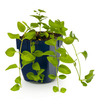 Vasteplant - Vinca major - Maagdenpalm - Bodembedekkend - Blauw - 1 Plant - Pot 11cm - Hoogte 15-25cm