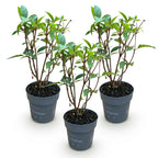 Green boutiQ - Gartenpflanze - Hydrangea paniculata Living Pink & Rose - Rispenhortensie - Winterhart - Rosa - 3 Pflanzen - Topf 12cm - Höhe 20-30cm