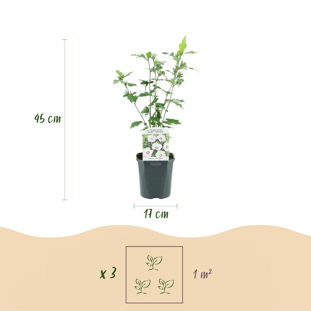 Green boutiQ - Plante de jardin - Hibiscus syriacus Red Heart - Hibiscus de jardin - Rustique - Blanc - Rouge - 3 plantes - Pot 17cm - Hauteur 45cm