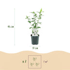 Green boutiQ - Plante de jardin - Hibiscus syriacus Red Heart - Hibiscus de jardin - Rustique - Blanc - Rouge - 3 plantes - Pot 17cm - Hauteur 45cm