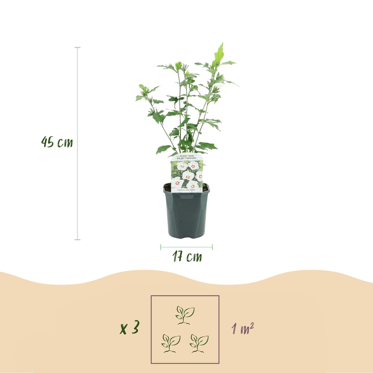 Green boutiQ - Plante de jardin - Hibiscus syriacus Red Heart - Hibiscus de jardin - Rustique - Blanc - Rouge - 3 plantes - Pot 17cm - Hauteur 45cm
