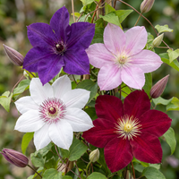8x Clematis Rainbow - Bosrank - Paars - Rood - Roze - Wit - Klimplant - Ø9cm - ↕35cm