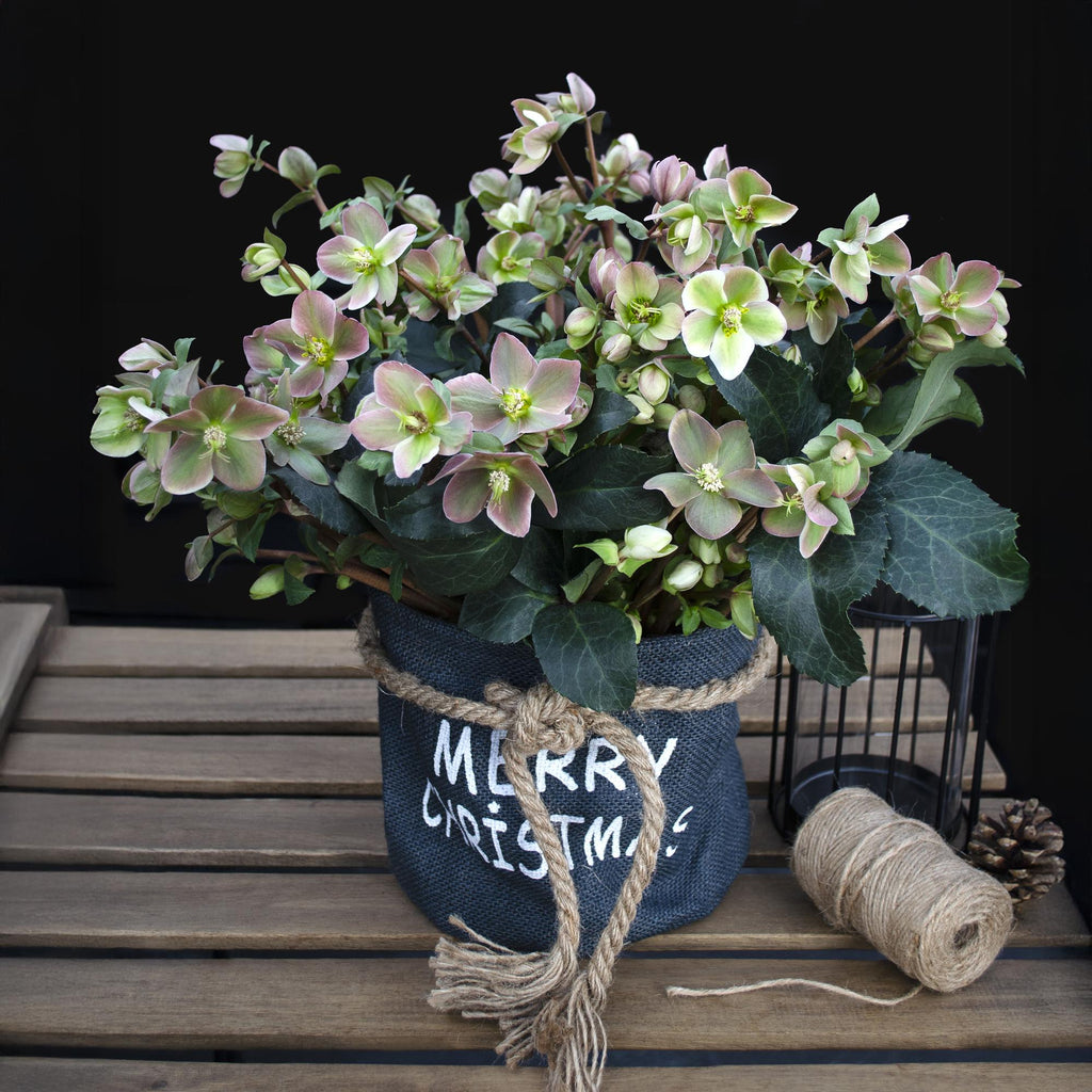 Green boutiQ - Plante de jardin - Rose de Carême - Hellébore Angels Glow - Fleur rose - Persistant - Pot 19cm Hauteur 50cm