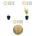 Green boutiQ - Gräser - Molinia arund. Karl Foerster - Pfeifengras - Mit Rispen - Grün - 24 Pflanzen - Topf 11cm - Höhe 15-25cm