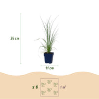 Green boutiQ - Grassen - Cortaderia sell. Pumila - Dwergpampasgras - Met Pluim - Grijs - 1 Plant - Pot 11cm - Hoogte 15-25cm