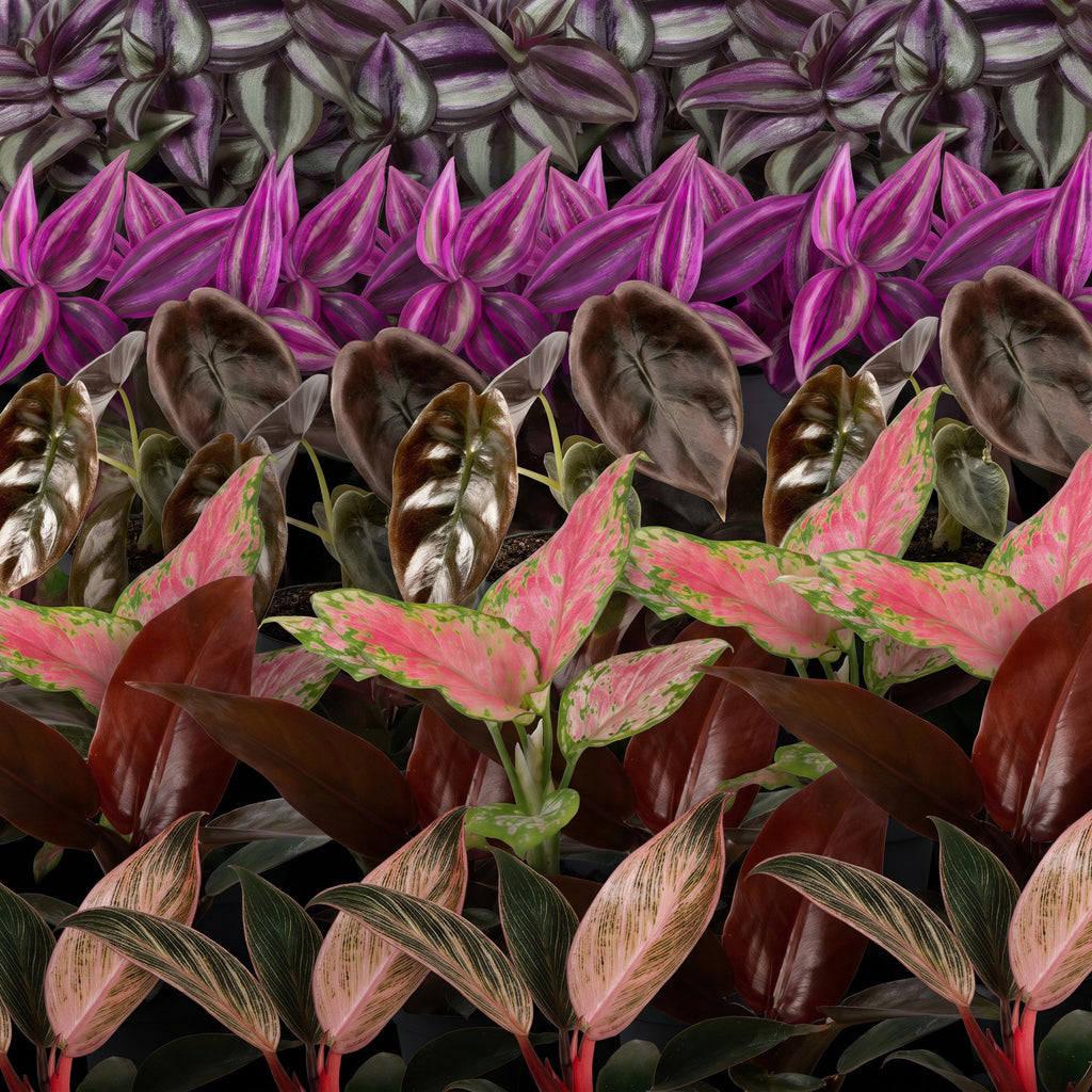 6x Baby Paradise Mix - Various colours - Tropical - Ø6cm - ↕10-15cm