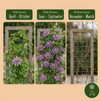 6x Passiflora Lavender Lady - Lavender Lady passionflower - Purple - Climber - Ø9cm - ↕35cm