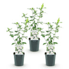 Green boutiQ - Plante de jardin - Hibiscus syriacus Red Heart - Hibiscus de jardin - Rustique - Blanc - Rouge - 3 plantes - Pot 17cm - Hauteur 45cm
