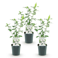 Green boutiQ - Tuinplant - Hibiscus syriacus Red Heart - Tuin Hibiscus - Winterhard - Wit - Rood - 3 Planten - Pot 17cm - Hoogte 45cm