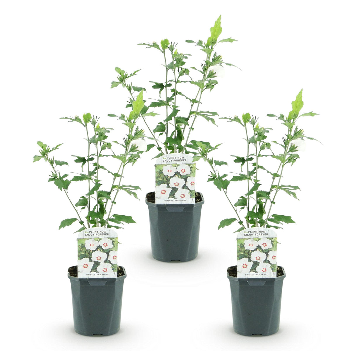Green boutiQ - Plante de jardin - Hibiscus syriacus Red Heart - Hibiscus de jardin - Rustique - Blanc - Rouge - 3 plantes - Pot 17cm - Hauteur 45cm