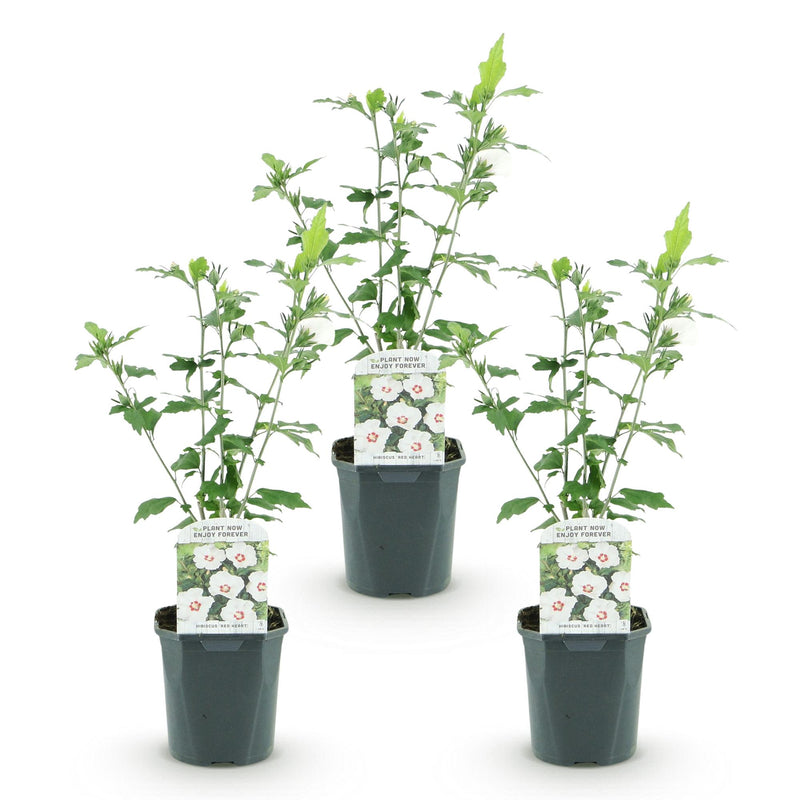 Green boutiQ - Tuinplant - Hibiscus syriacus Red Heart - Tuin Hibiscus - Winterhard - Wit - Rood - 3 Planten - Pot 17cm - Hoogte 45cm