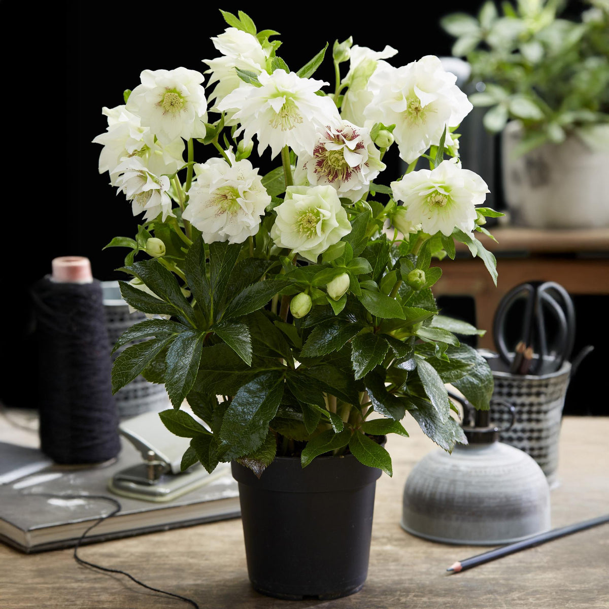Green boutiQ - Plante de jardin - Rose de Carême - Helleborus orientalis Double Ellen White - Fleur Blanche - 1 Plante - Persistant - Pot 14cm Hauteur 35cm