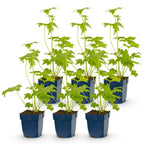 Green boutiQ - Stauden - Delphinium (P) Blue Bird - Rittersporn - Bienen- und Schmetterlingsmagnet - Blau - 6 Pflanzen - Topf 11 cm - Höhe 15-25 cm
