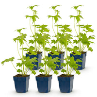 Green boutiQ - Vasteplant - Delphinium (P) Blue Bird - Ridderspoor - Bijen en Vlinderlokkers - Blauw - 6 Planten - Pot 11cm - Hoogte 15-25cm