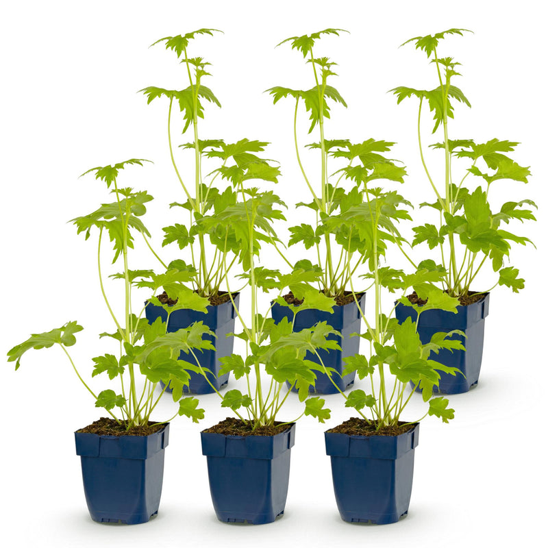 Green boutiQ - Vasteplant - Delphinium (P) Blue Bird - Ridderspoor - Bijen en Vlinderlokkers - Blauw - 6 Planten - Pot 11cm - Hoogte 15-25cm