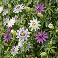 9x Passiflora Tricolour - Tricolour passion flower - White - Purple - Pink - Climber - Ø9cm - ↕35cm