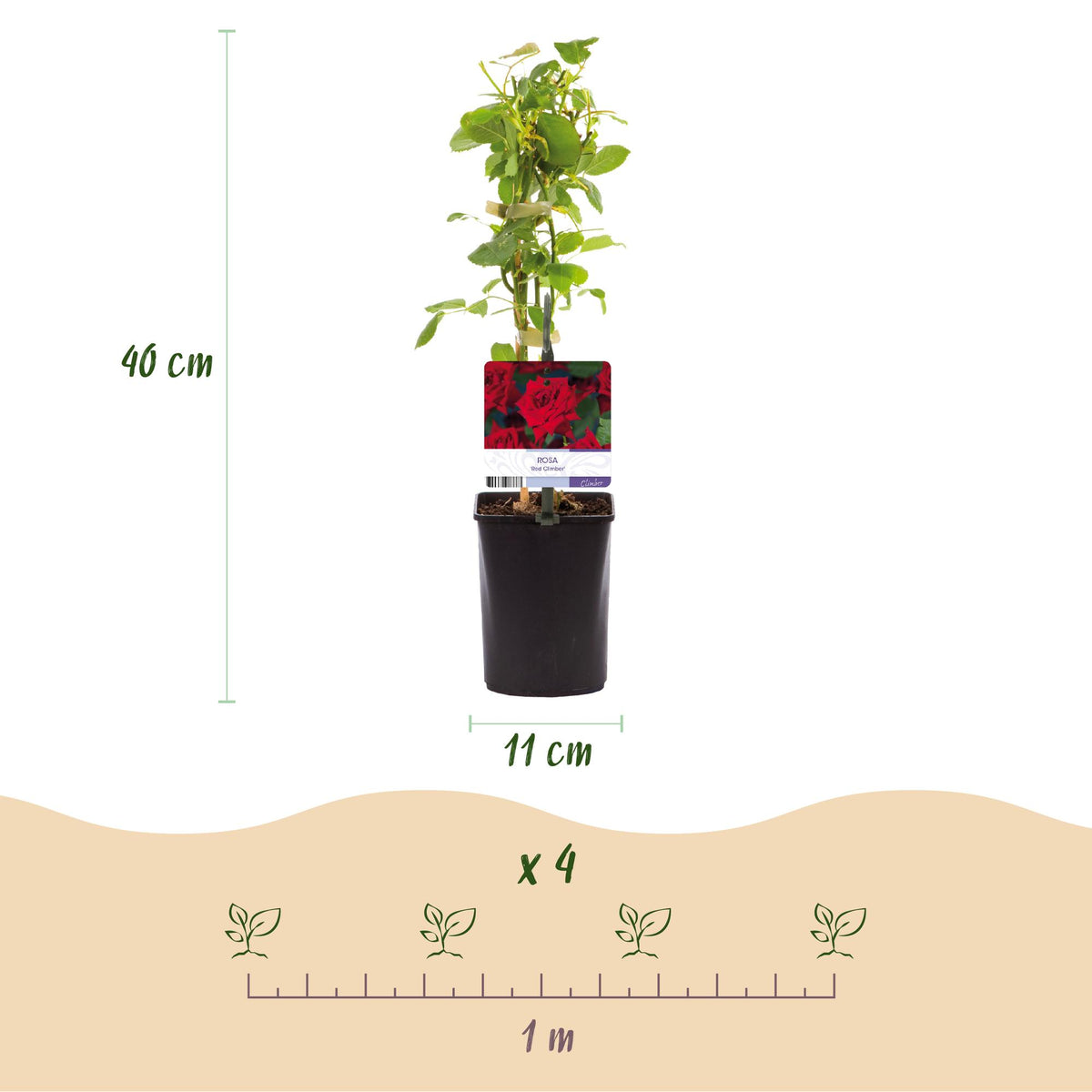 Green boutiQ - Rosier grimpant - Rosa Red Climber - Fleur rouge - Peu d'entretien - 2 plantes - Pot 11cm Hauteur 40cm