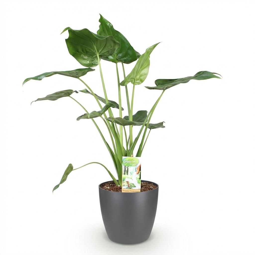 Green BoutiQ - Plantes d'intérieur - Alocasia Cucullata - Main de Bouddha - Faible entretien - Vert - 1 Plante - avec Pot Gris - Pot 21cm - Hauteur 65-70cm