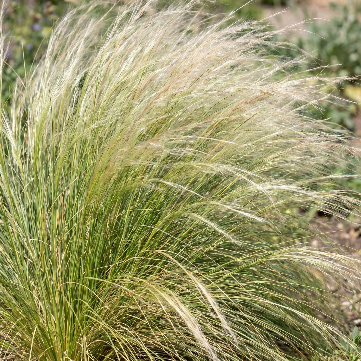 Green boutiQ - Graminées - Stipa tenuissima Ponytails - Cheveux d'ange - Persistant - Vert - 12 plantes - Pot 11 cm - Hauteur 15-25 cm
