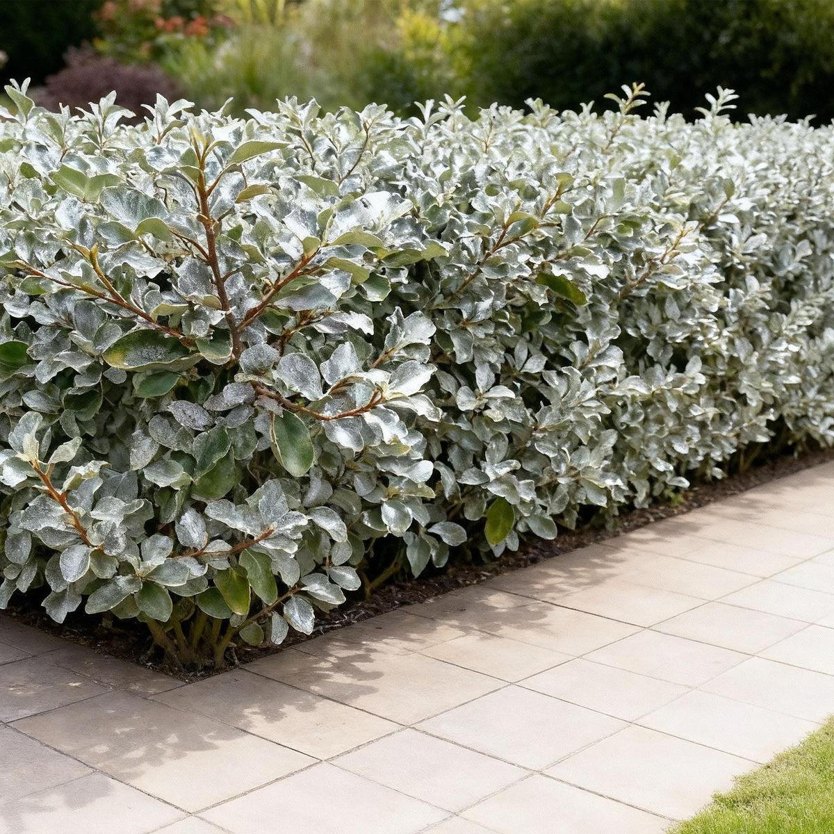 Green boutiQ - Haagplanten - Eleagnus ebbingei Compacta - Blad Grijs - 8 Planten - 1 Strekkende Meter - Groenblijvend - Pot 9cm Hoogte 30-35cm
