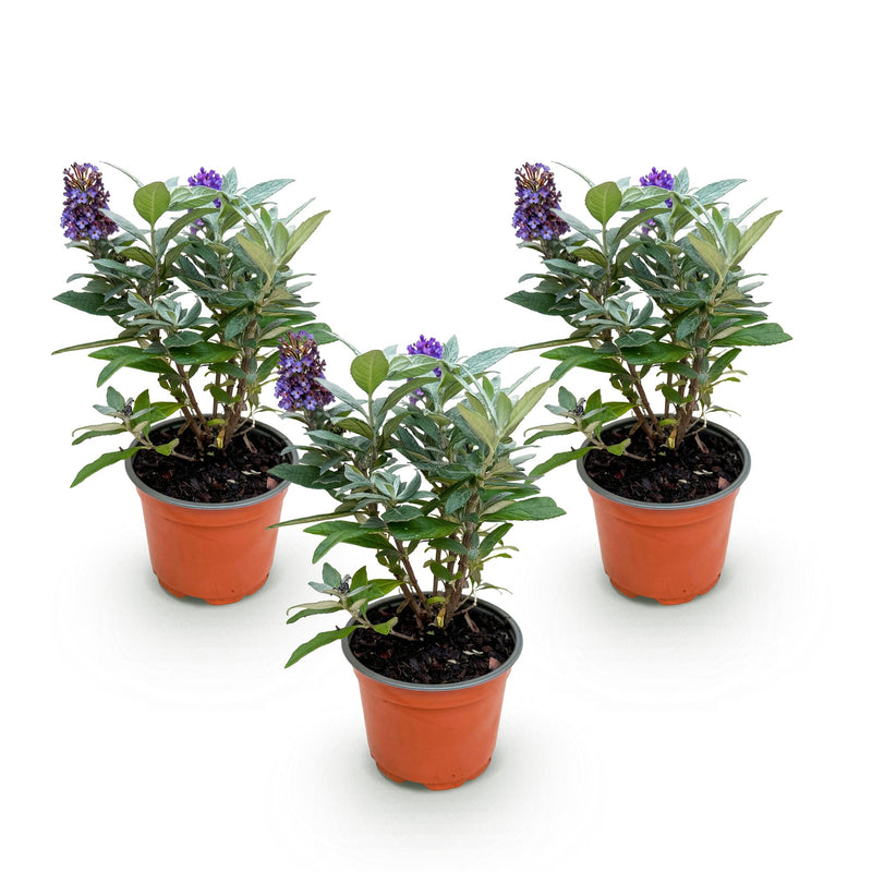 Green boutiQ - Tuinplant - Buddleja davidii Butterfly Candy Little Lila - Vlinderstruik - Compact - Lila - 3 Planten - Pot 12cm - Hoogte 20-25cm