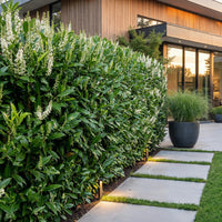Green boutiQ - 24x Prunus laur. Caucasica - Laurierkers - Haagplanten - Groenblijvend - Groen - Pot 9cm - Hoogte 25-35cm