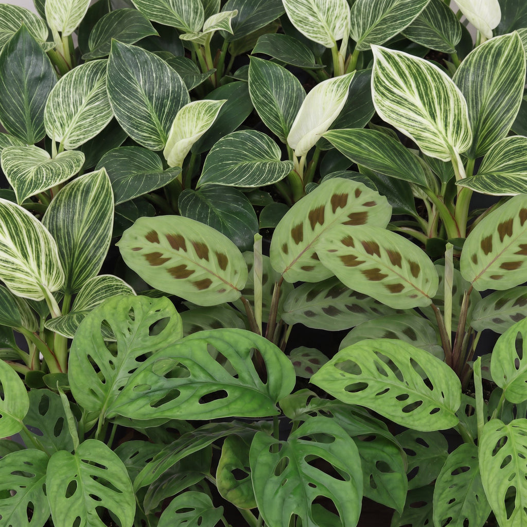 3x Baby Plants Surprise Box - Baby Plants Surprise Box - Various colours - Tropical - Ø6cm - ↕5-15cm