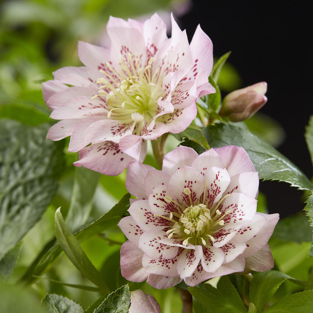 Green boutiQ - Plante de jardin - Rose de Carême - Helleborus orientalis Double Ellen Pink - Fleur rose - 2 Plantes - Persistante - Pot 14cm Hauteur 35cm