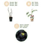 Green boutiQ - Plants fruitiers - Ronce toujours verte - Rubus Thornless Evergreen - Rustique - 3 plantes - Pot 9 cm - Mûre noire