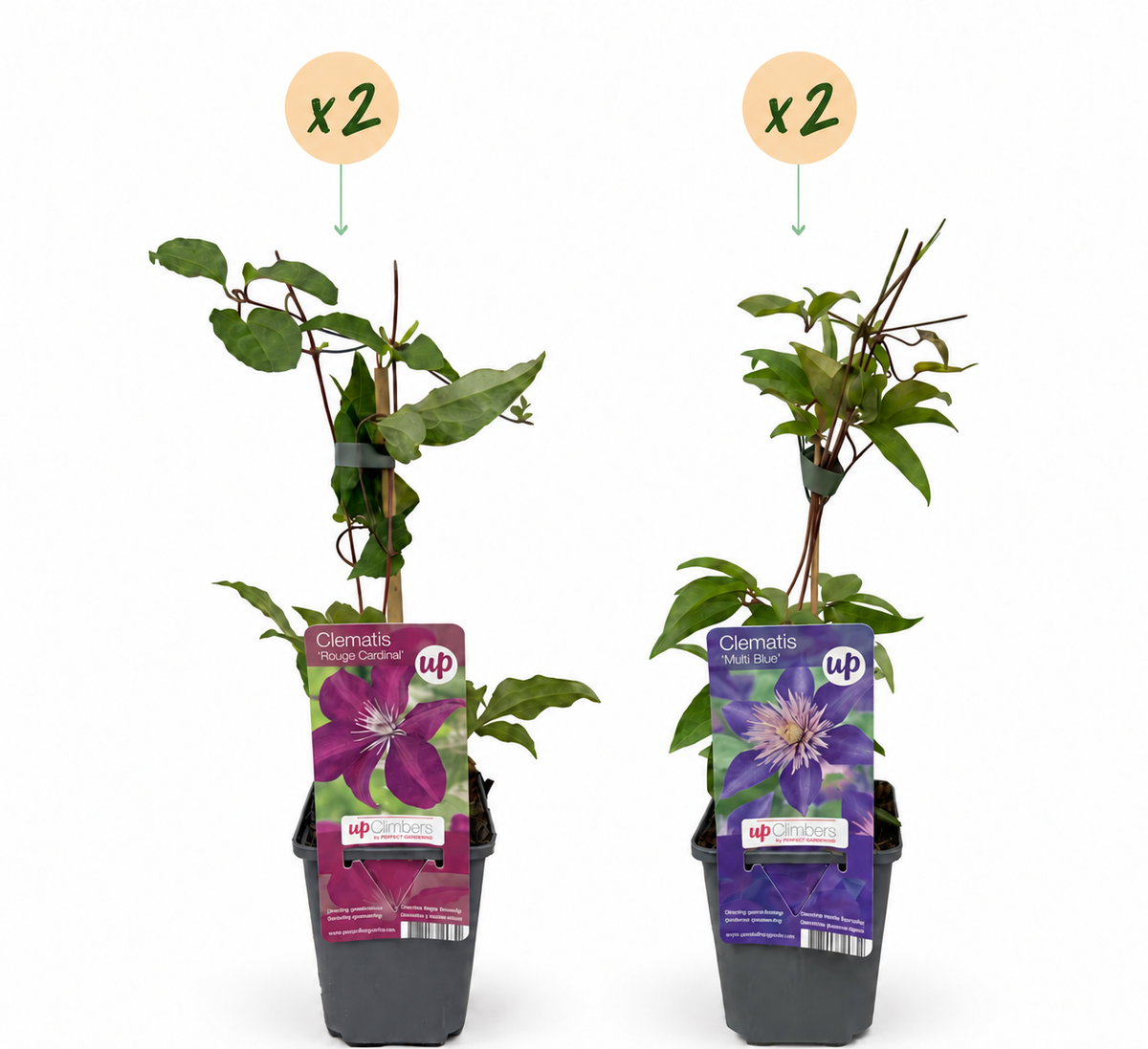 4x Clematis Duo Blue & Red - Bosrank Duo Blauw & Rood - Blauw - Rood - Klimplant - Ø9cm - ↕35cm