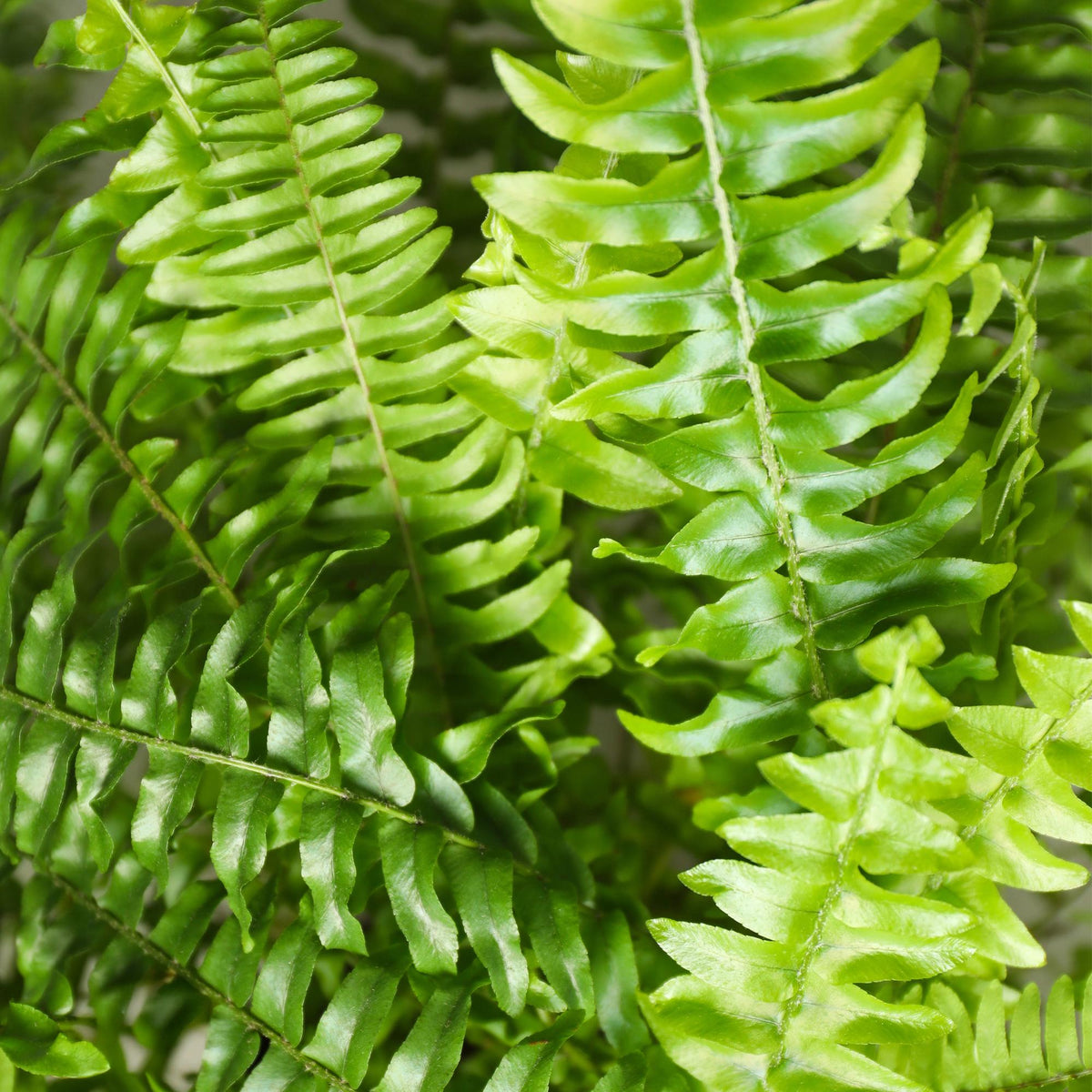 Green boutiQ - Zimmerpflanze - Nephrolepsis exaltata Green Lady - Farn - Haustierfreundliche Pflanze - Grün - 2 Pflanzen - mit Korb - Topf 12cm - Höhe 25cm