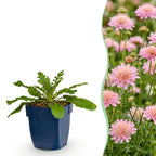 Green boutiQ - Stauden - Scabiosa col. Pink Mist - Tauben-Skabiose - Bienen- und Schmetterlingsmagnet - Rosa - 3 Pflanzen - Topf 11cm - Höhe 15-25cm