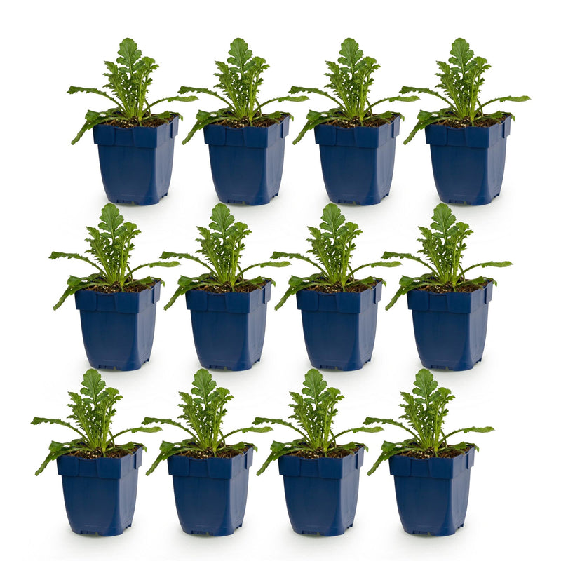 Green boutiQ - Vasteplant - Scabiosa Duo - Duifkruid - Bijen en Vlinderlokkers - Paars - Roze - 12 Planten - Pot 11cm - Hoogte 15-25cm